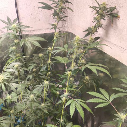 Catnabis  #04 growlog photo: Poda y defoliacion 