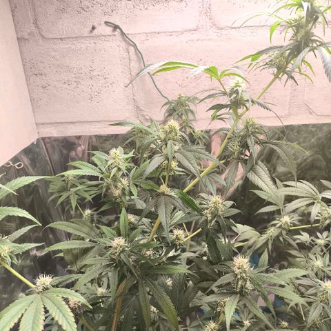 Catnabis  #05 growlog photo: Poda y defoliacion 