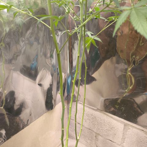 Catnabis  #05 growlog photo: Poda y defoliacion 
