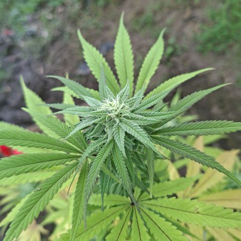 Catnabis  #01-5 growlog photo: Primera en la entrada, buena estructura 