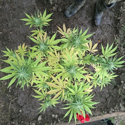 Catnabis  #01-5 growlog photo: Primera en la entrada, buena estructura 