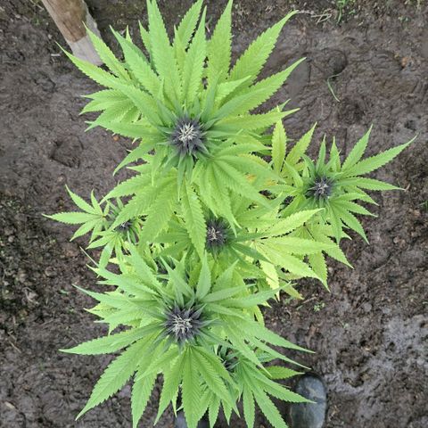 Catnabis  #08-3 growlog photo: La morada del medio 