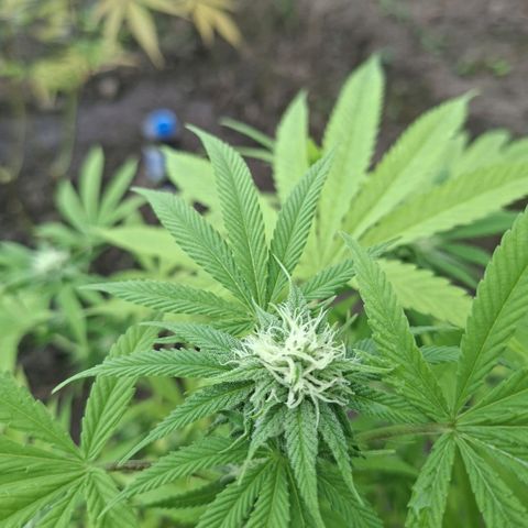 Catnabis  #02-2 growlog photo: La más pequeña, muchos pistilos 