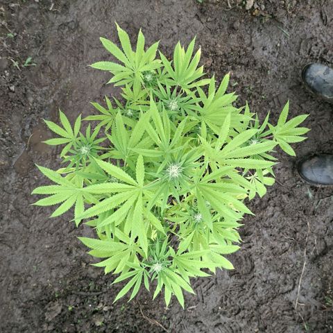 Catnabis  #02-2 growlog photo: La más pequeña, muchos pistilos 