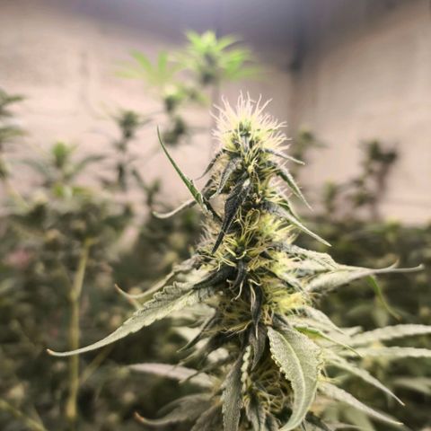 Catnabis  #07 growlog timeline photo