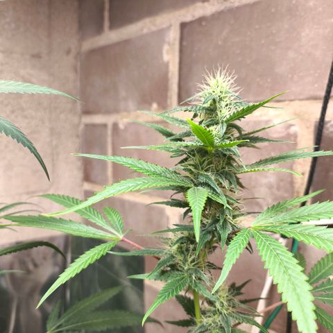 Catnabis  #06 growlog timeline photo