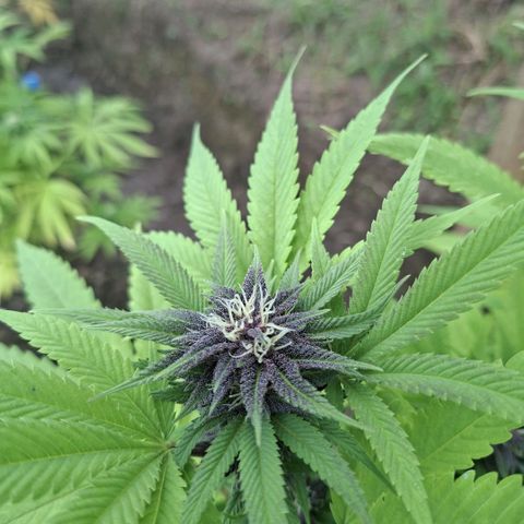 Catnabis  #08-3 growlog photo: La morada del medio 