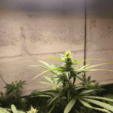Catnabis  #05 growlog timeline photo