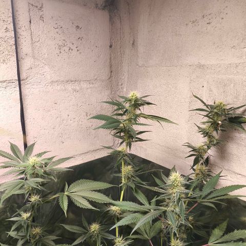 Catnabis  #04 growlog timeline photo