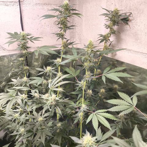 Catnabis  #04 growlog timeline photo