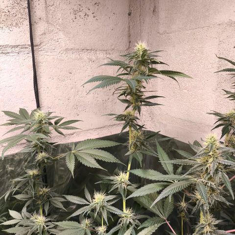 Catnabis  #04 growlog timeline photo
