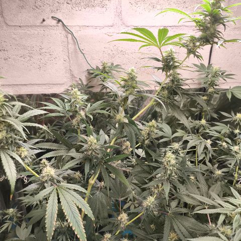 Catnabis  #05 growlog timeline photo
