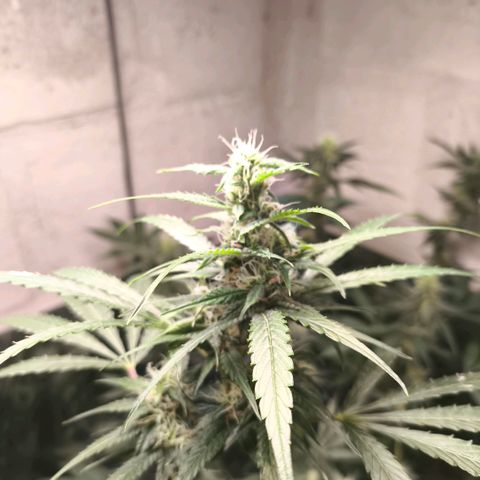 Catnabis  #05 growlog timeline photo