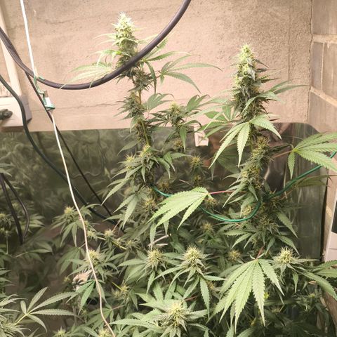 Catnabis  #06 growlog timeline photo