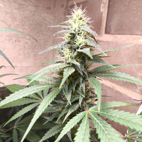 Catnabis  #06 growlog timeline photo