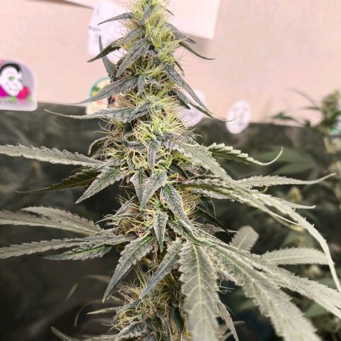 Catnabis  #07 growlog timeline photo