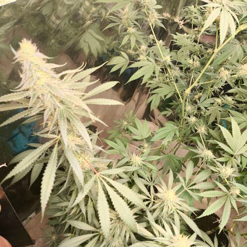 Catnabis  #07 growlog timeline photo