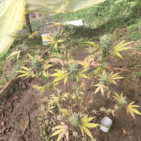 Catnabis  #01-5 growlog photo: Falta una semana 