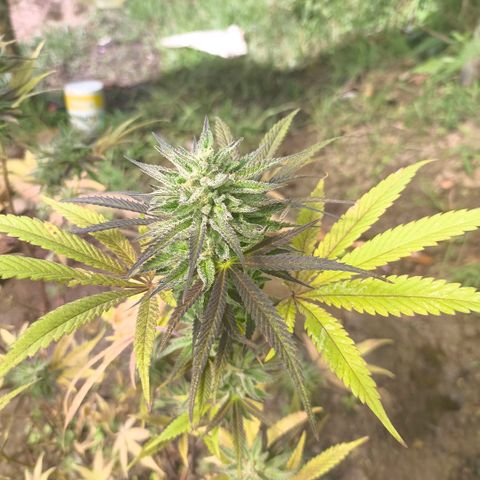 Catnabis  #01-5 growlog photo: Falta una semana 