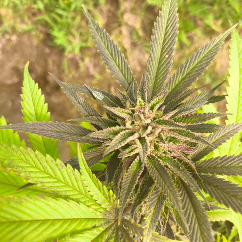 Catnabis  #09-1 growlog timeline photo