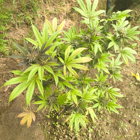 Catnabis  #09-1 growlog timeline photo