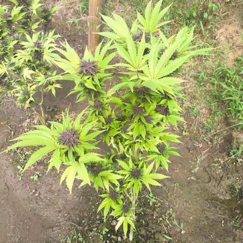 Catnabis  #03-4 growlog timeline photo