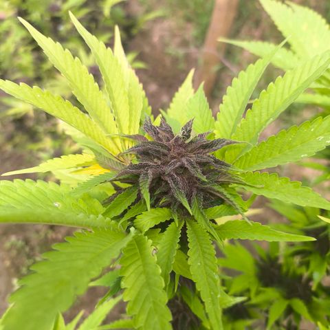 Catnabis  #03-4 growlog timeline photo