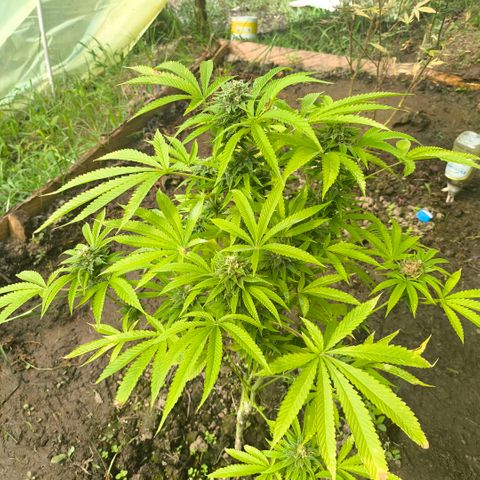 Catnabis  #02-2 growlog timeline photo