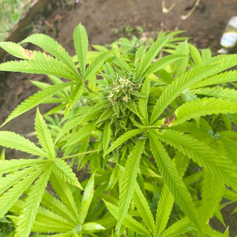 Catnabis  #02-2 growlog timeline photo