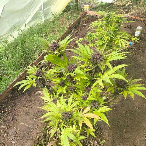 Catnabis  #08-3 growlog timeline photo