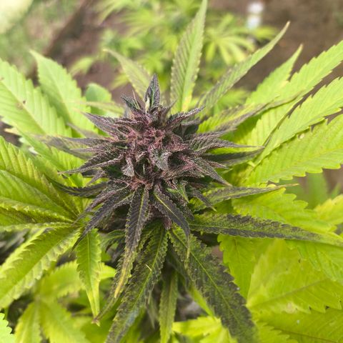 Catnabis  #08-3 growlog timeline photo