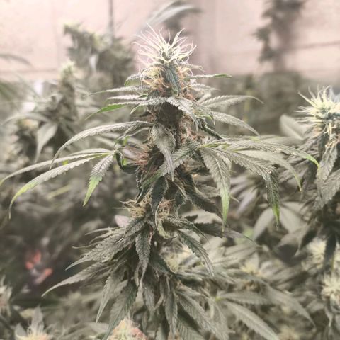 Catnabis  #04 growlog timeline photo