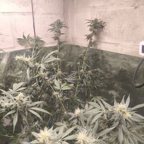 Catnabis  #04 growlog timeline photo