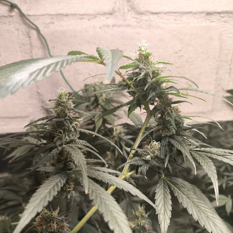 Catnabis  #05 growlog timeline photo