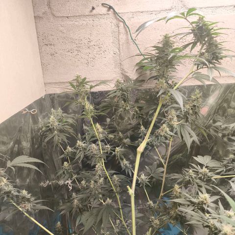 Catnabis  #05 growlog timeline photo