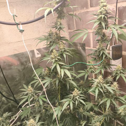Catnabis  #06 growlog timeline photo