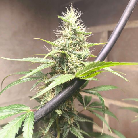 Catnabis  #06 growlog timeline photo