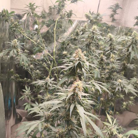 Catnabis  #07 growlog timeline photo