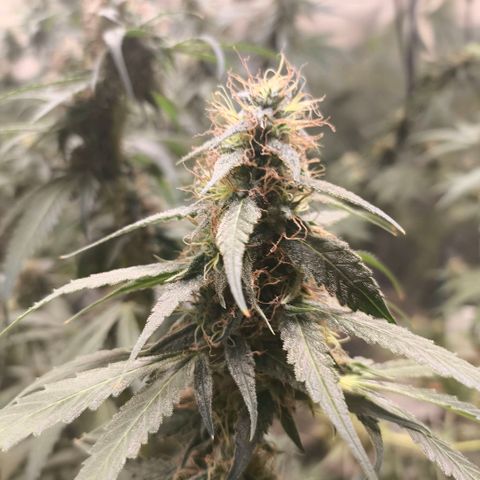 Catnabis  #07 growlog timeline photo