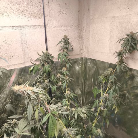 Catnabis  #04 growlog timeline photo