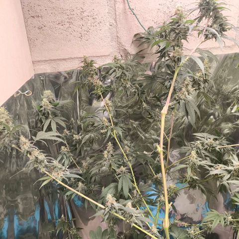 Catnabis  #05 growlog timeline photo