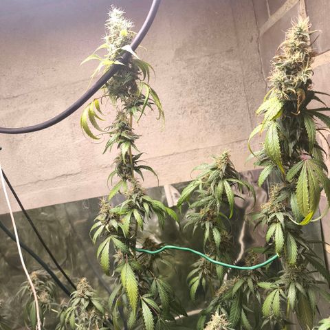 Catnabis  #06 growlog timeline photo