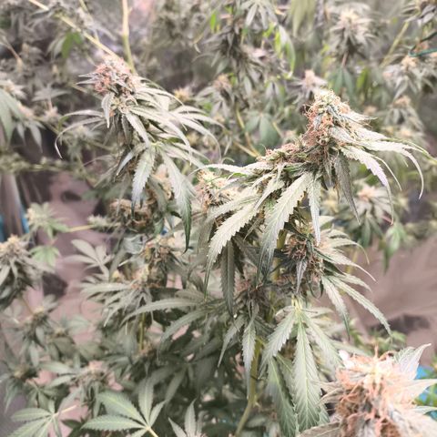Catnabis  #07 growlog timeline photo