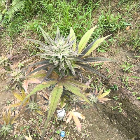 Catnabis  #01-5 growlog photo: Antes de la cosecha 