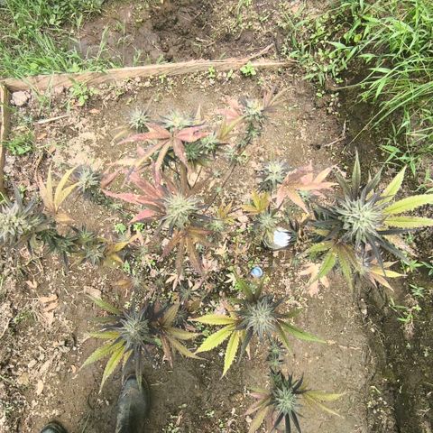 Catnabis  #01-5 growlog photo: Antes de la cosecha 