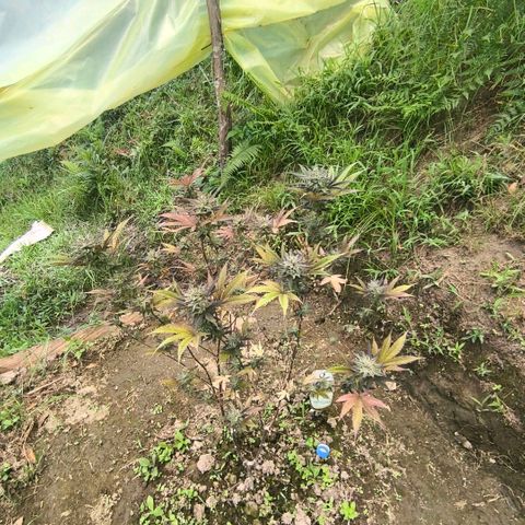 Catnabis  #01-5 growlog photo: Antes de la cosecha 