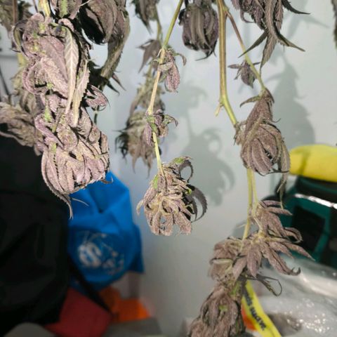 Catnabis  #01-5 growlog timeline photo