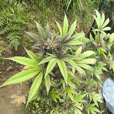 Catnabis  #09-1 growlog photo: Antes de la cosecha 