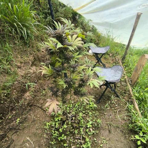 Catnabis  #09-1 growlog photo: Antes de la cosecha 