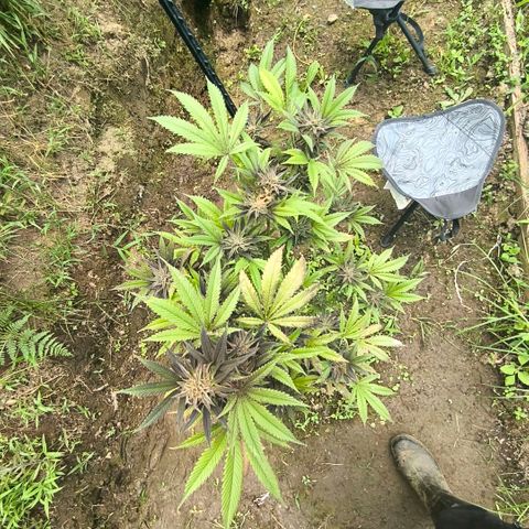 Catnabis  #09-1 growlog photo: Antes de la cosecha 